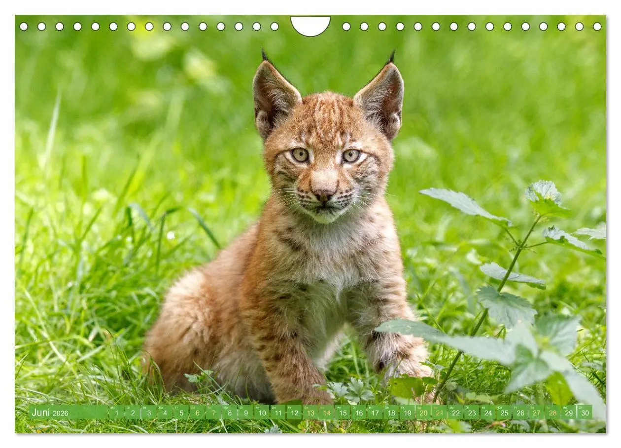 Bild: 9783457943021 | Dem Luchs auf der Spur (Wandkalender 2026 DIN A4 quer), CALVENDO...