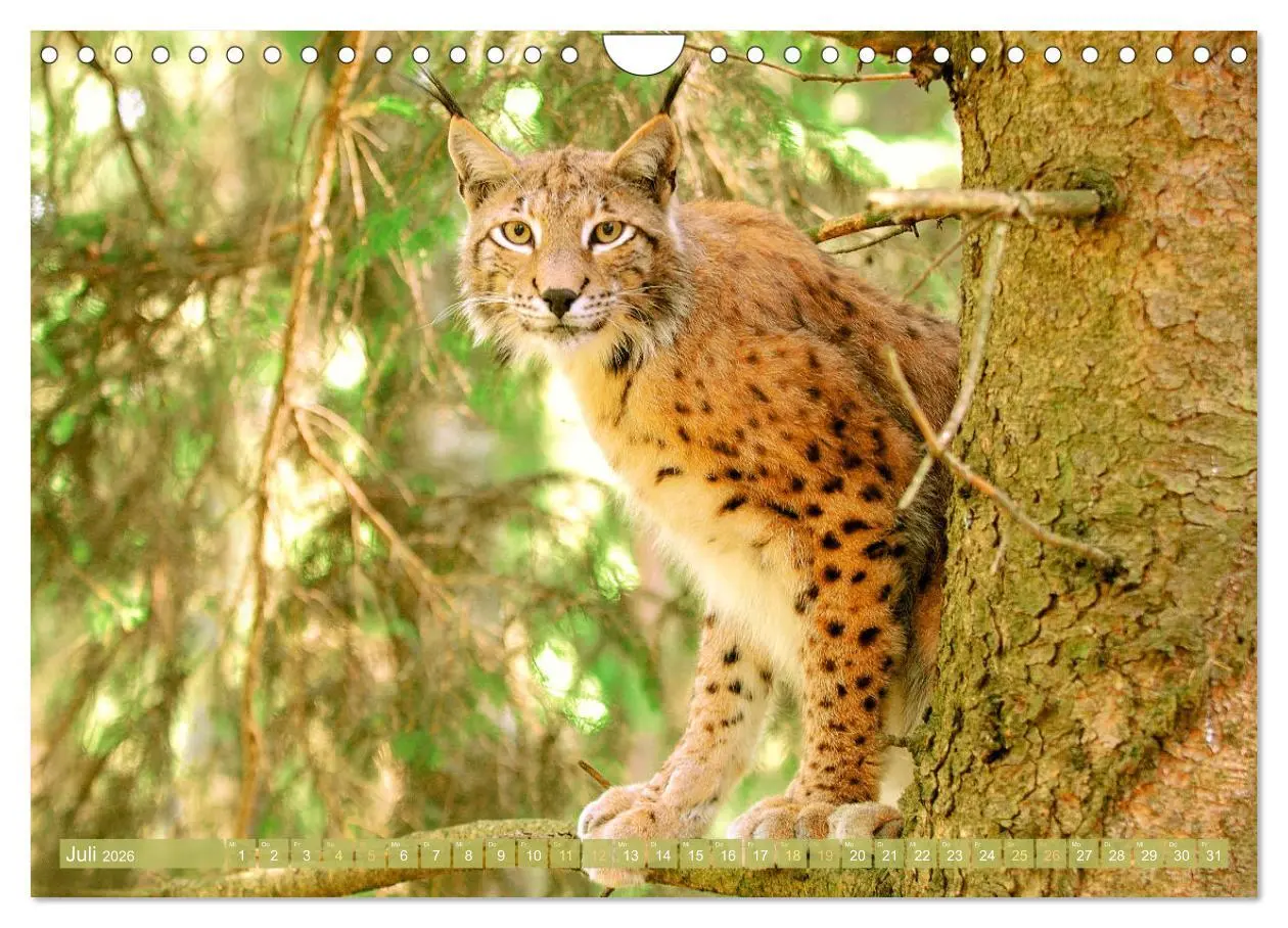 Bild: 9783457943021 | Dem Luchs auf der Spur (Wandkalender 2026 DIN A4 quer), CALVENDO...
