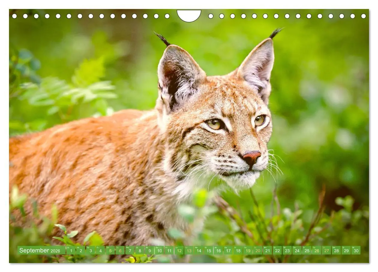 Bild: 9783457943021 | Dem Luchs auf der Spur (Wandkalender 2026 DIN A4 quer), CALVENDO...