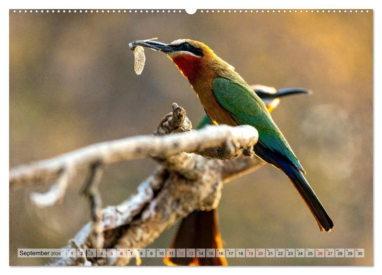 Bild: 9783516723021 | Namibia - Simbabwe - Botswana Leben zwischen Wüste und Wildnis...