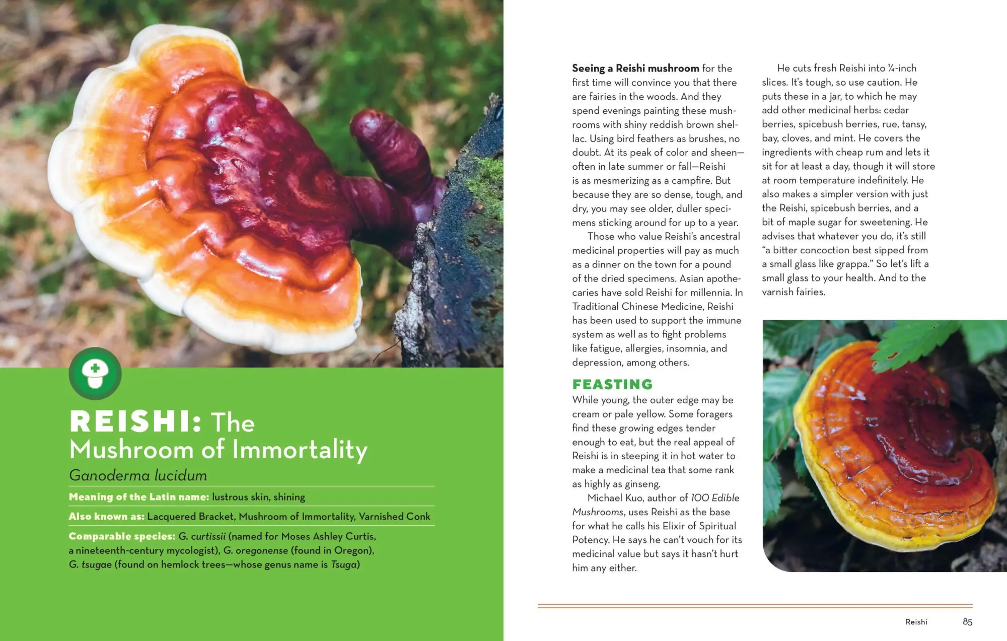 Bild: 9781635863321 | How to Forage for Mushrooms Without Dying | Frank Hyman | Taschenbuch