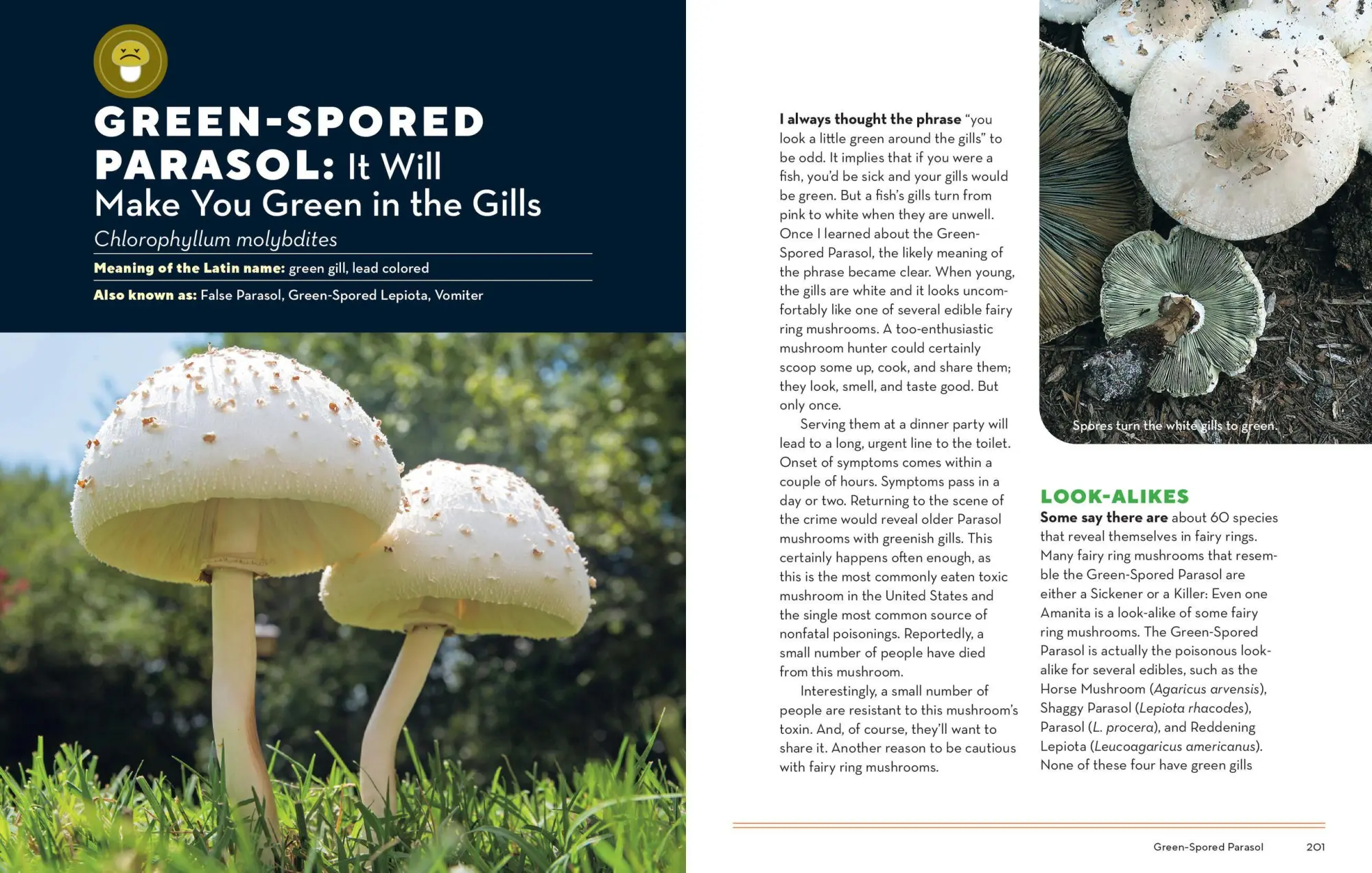 Bild: 9781635863321 | How to Forage for Mushrooms Without Dying | Frank Hyman | Taschenbuch