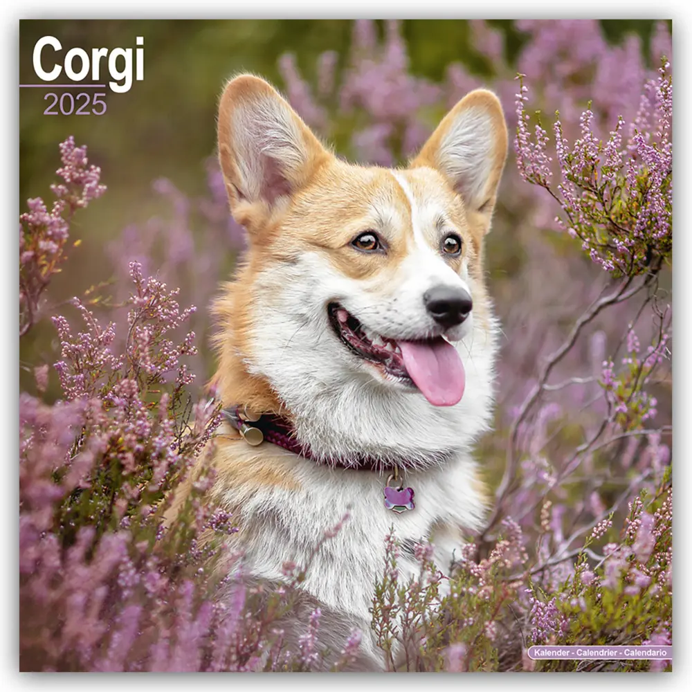 Cover: 9781804603321 | Welsh Corgi 2025 - 16-Monatskalender | Avonside Publishing Ltd | 13 S.