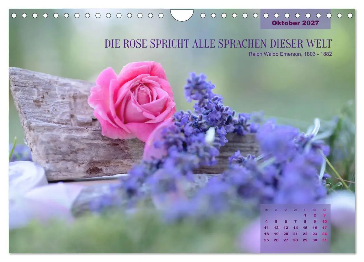 Bild: 9783569403321 | Rose Königin des Gartens (Wandkalender 2027 DIN A4 quer), CALVENDO...