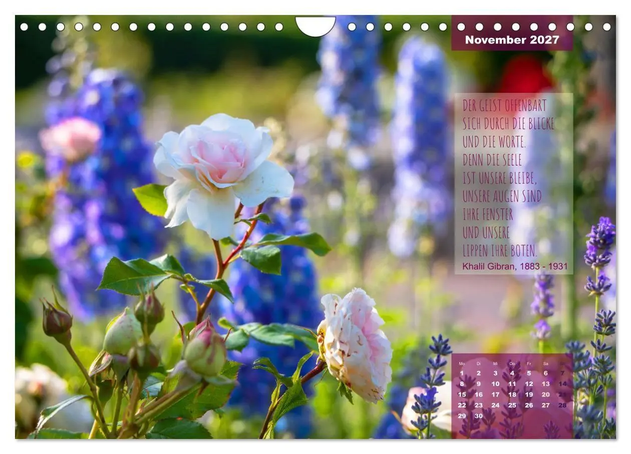 Bild: 9783569403321 | Rose Königin des Gartens (Wandkalender 2027 DIN A4 quer), CALVENDO...
