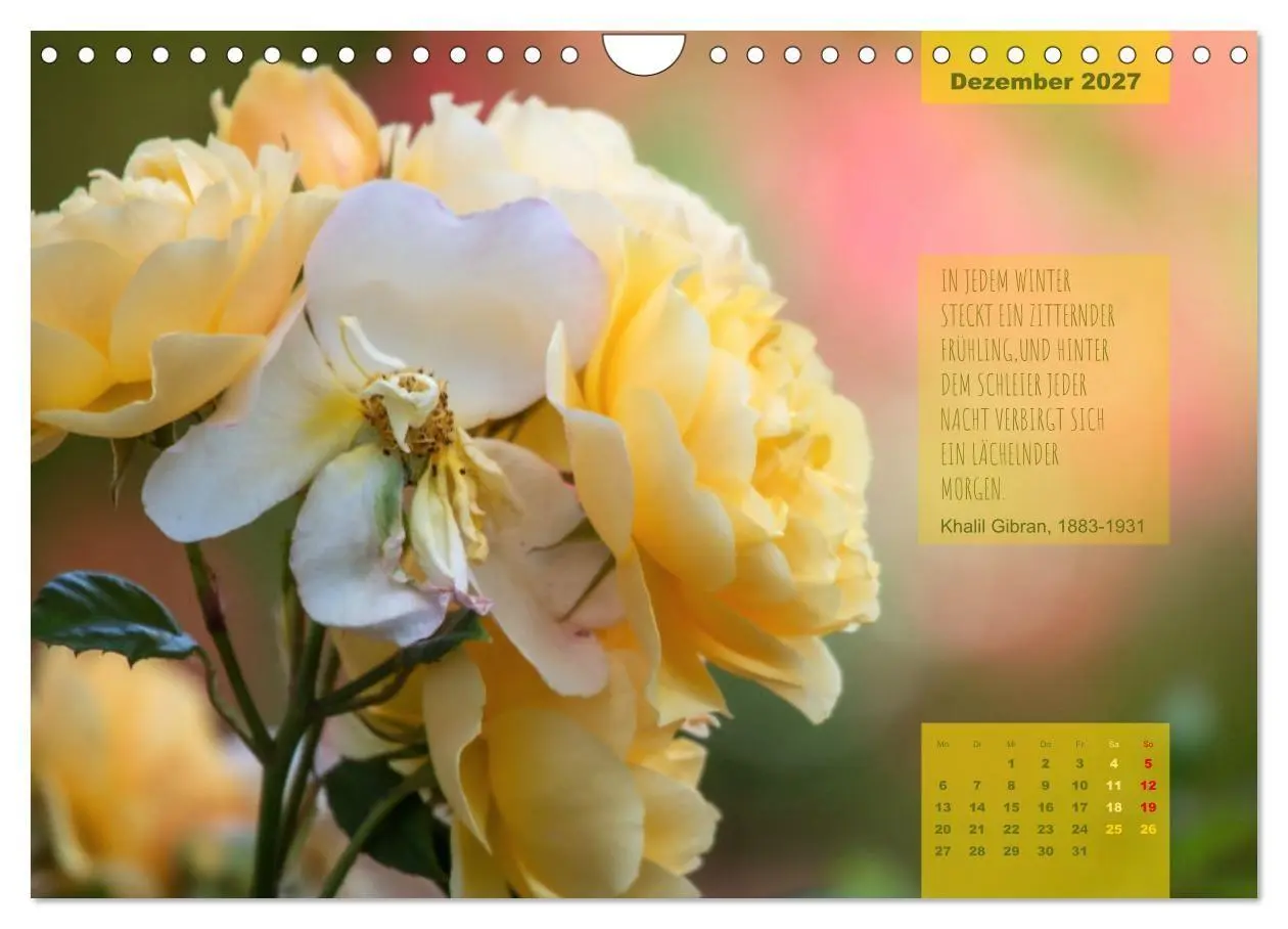 Bild: 9783569403321 | Rose Königin des Gartens (Wandkalender 2027 DIN A4 quer), CALVENDO...