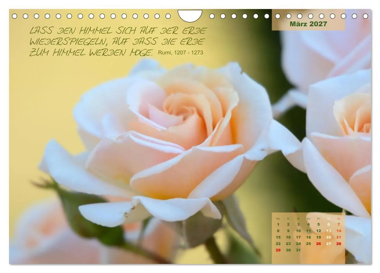 Bild: 9783569403321 | Rose Königin des Gartens (Wandkalender 2027 DIN A4 quer), CALVENDO...