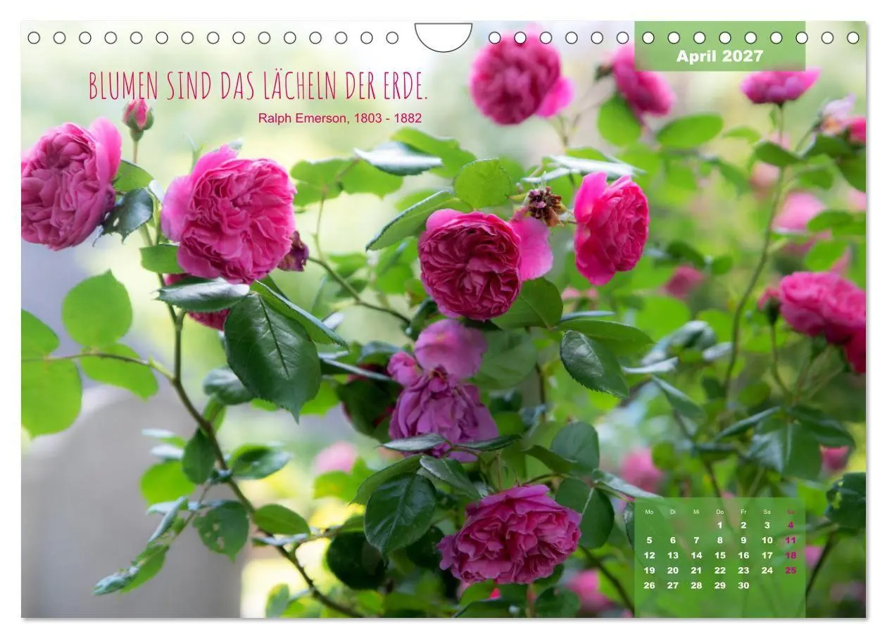 Bild: 9783569403321 | Rose Königin des Gartens (Wandkalender 2027 DIN A4 quer), CALVENDO...