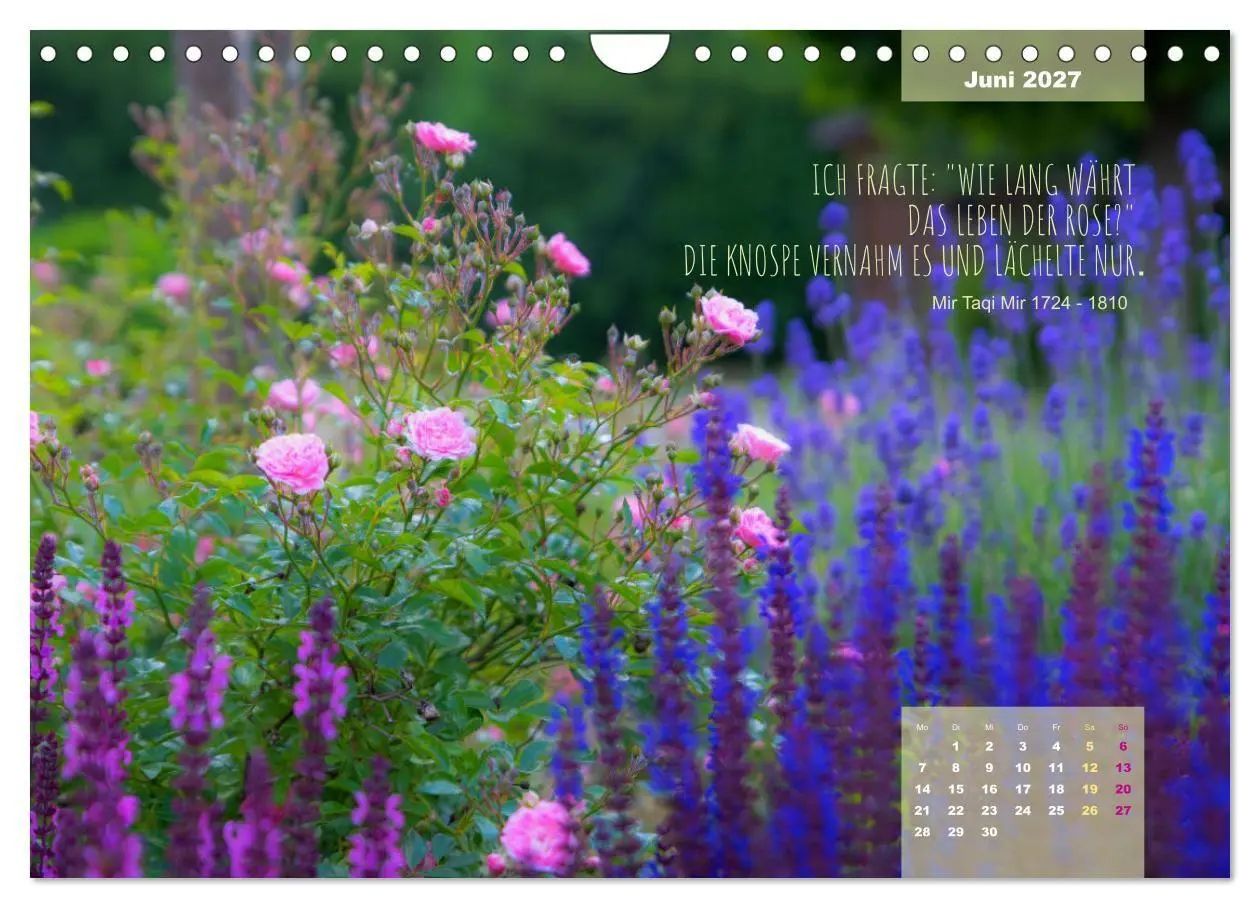 Bild: 9783569403321 | Rose Königin des Gartens (Wandkalender 2027 DIN A4 quer), CALVENDO...