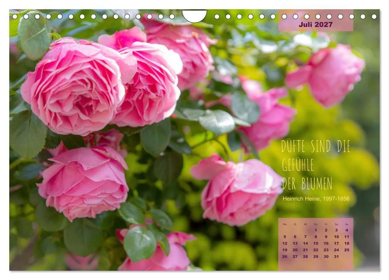 Bild: 9783569403321 | Rose Königin des Gartens (Wandkalender 2027 DIN A4 quer), CALVENDO...
