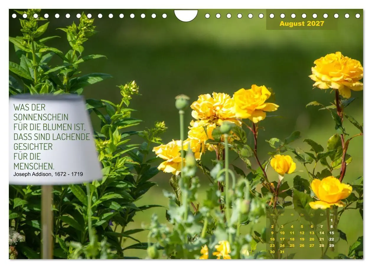 Bild: 9783569403321 | Rose Königin des Gartens (Wandkalender 2027 DIN A4 quer), CALVENDO...