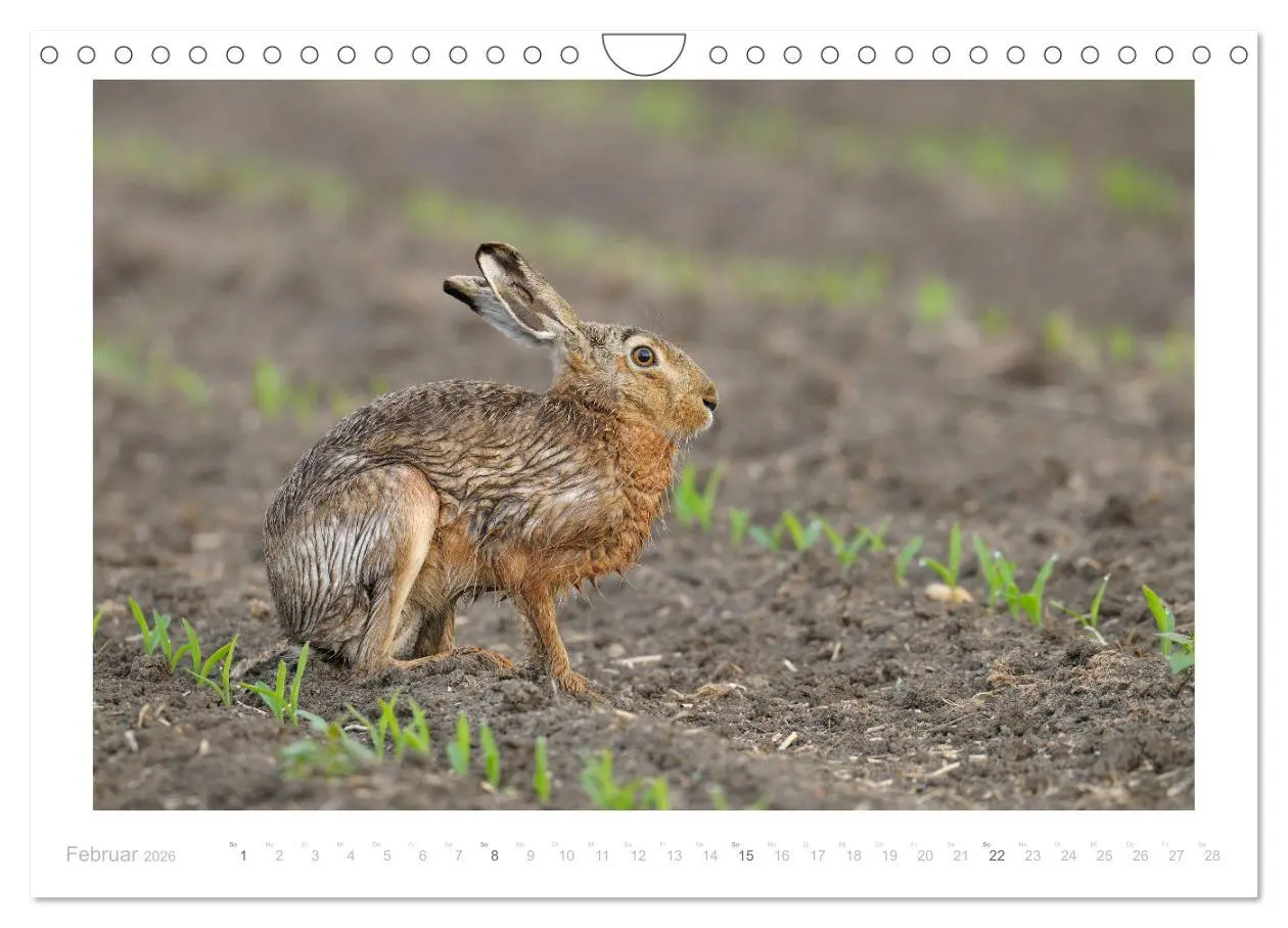 Bild: 9783457763421 | Der Feldhase (Wandkalender 2026 DIN A4 quer), CALVENDO Monatskalender