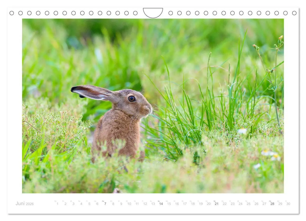 Bild: 9783457763421 | Der Feldhase (Wandkalender 2026 DIN A4 quer), CALVENDO Monatskalender