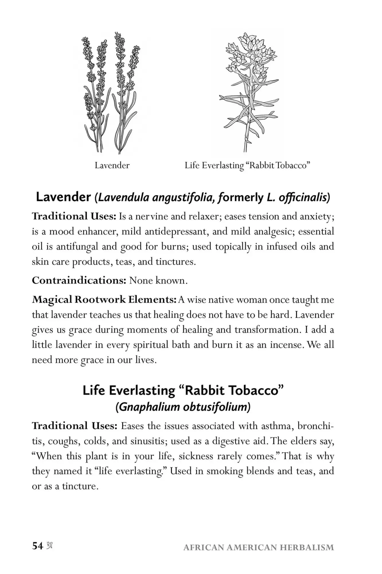 Bild: 9781646043521 | African American Herbalism | Lucretia Vandyke | Taschenbuch | Englisch