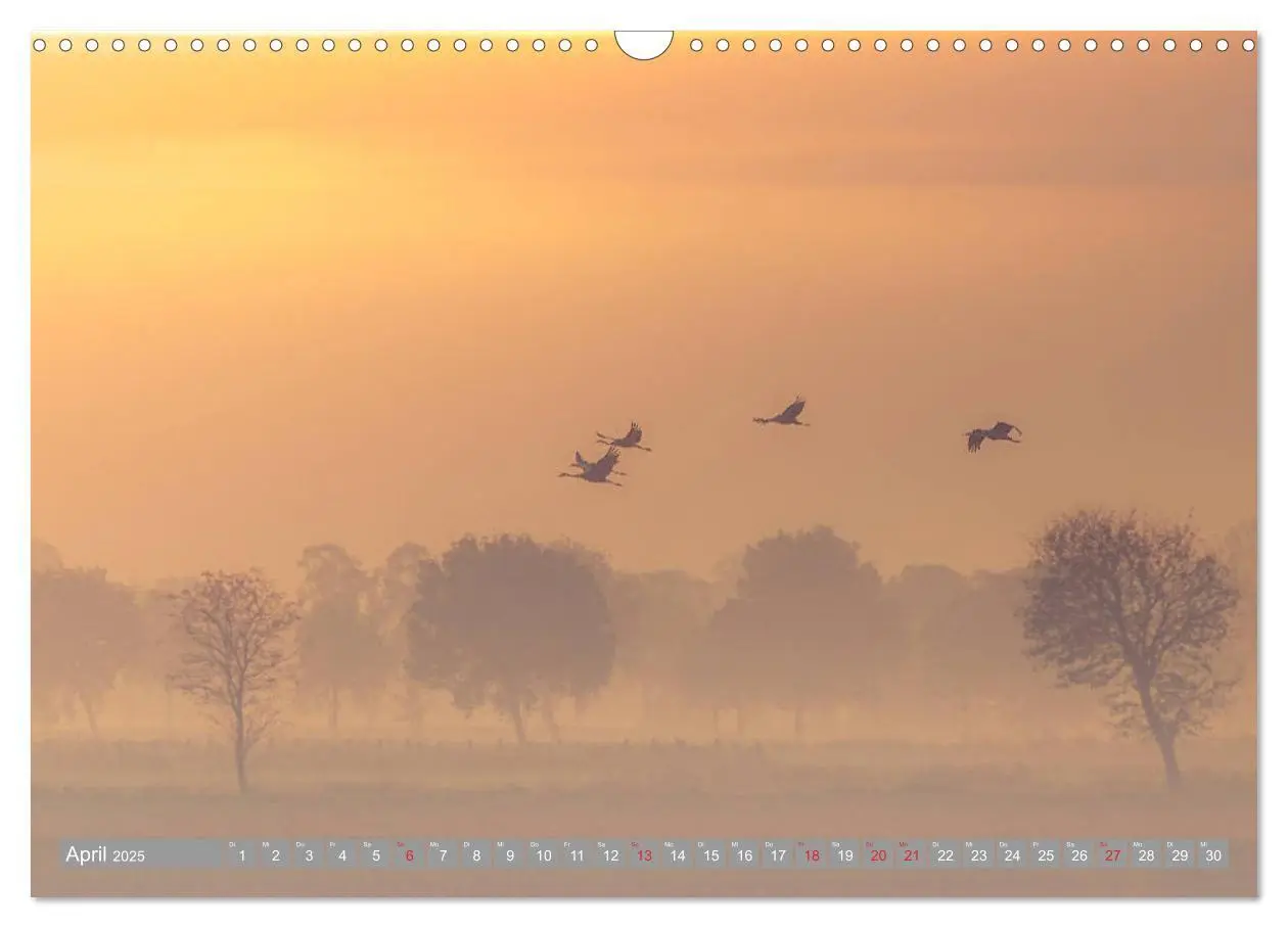 Bild: 9783435283521 | KranichRomantik (Wandkalender 2025 DIN A3 quer), CALVENDO...