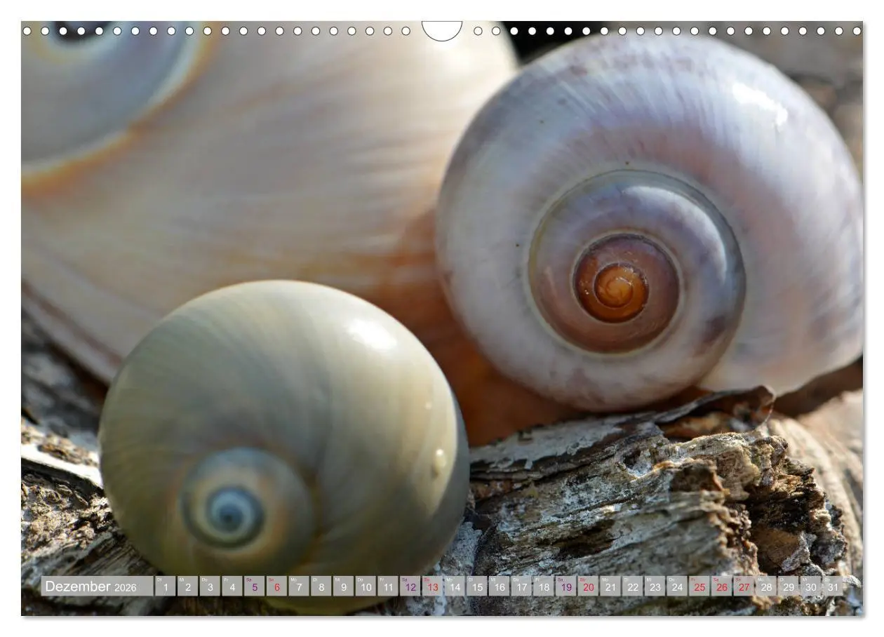 Bild: 9783457823521 | Häuser der Meere: Muscheln - Seeigel - Schnecken (Wandkalender 2026...