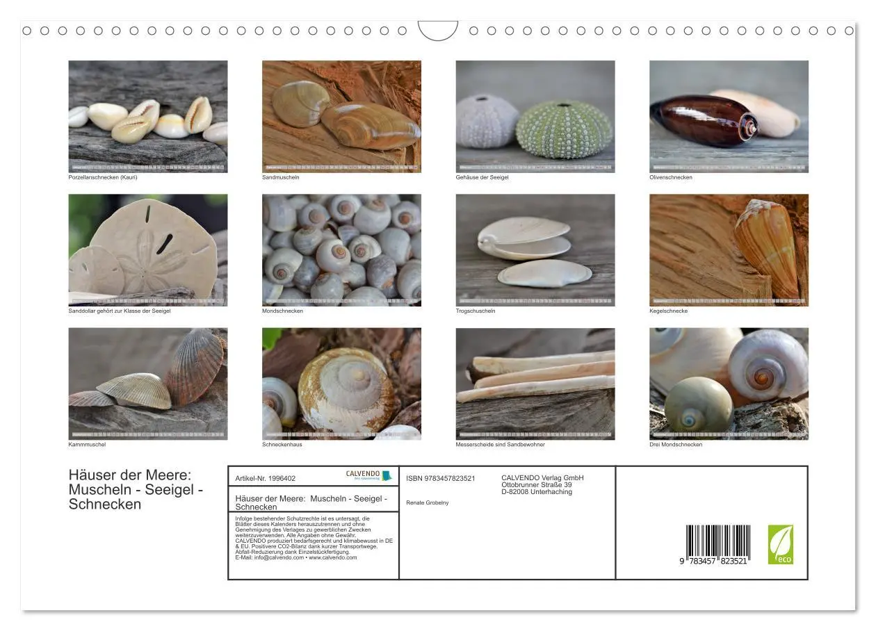 Bild: 9783457823521 | Häuser der Meere: Muscheln - Seeigel - Schnecken (Wandkalender 2026...