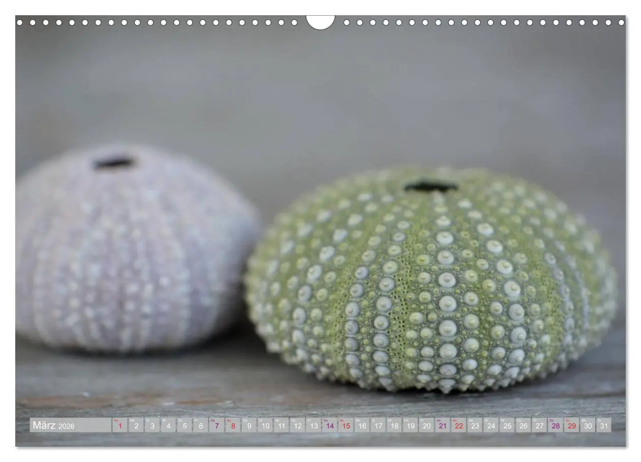 Bild: 9783457823521 | Häuser der Meere: Muscheln - Seeigel - Schnecken (Wandkalender 2026...