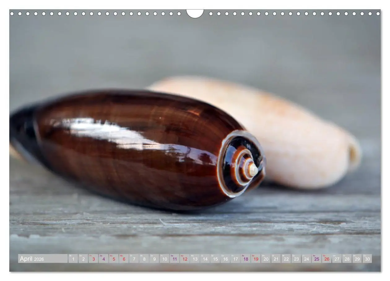 Bild: 9783457823521 | Häuser der Meere: Muscheln - Seeigel - Schnecken (Wandkalender 2026...