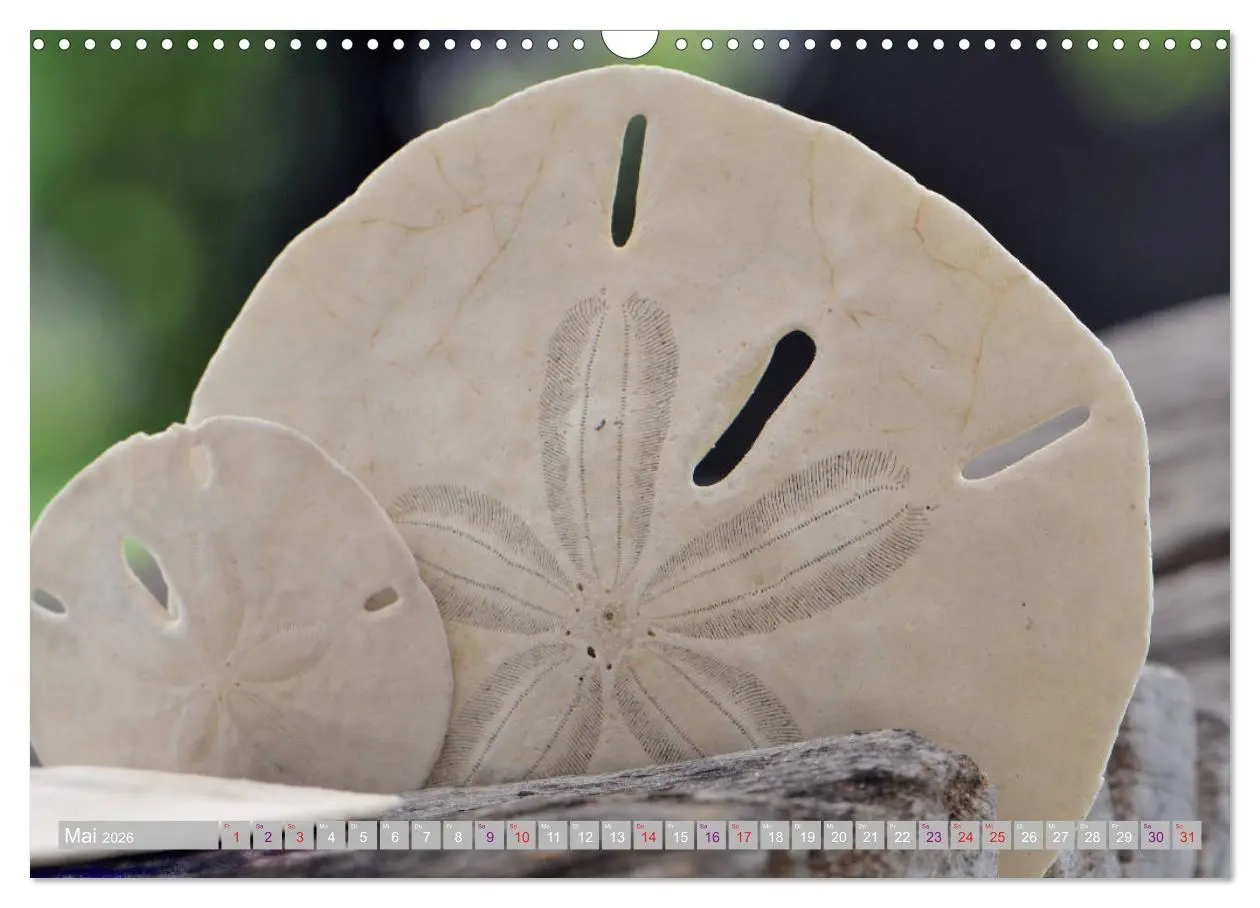 Bild: 9783457823521 | Häuser der Meere: Muscheln - Seeigel - Schnecken (Wandkalender 2026...