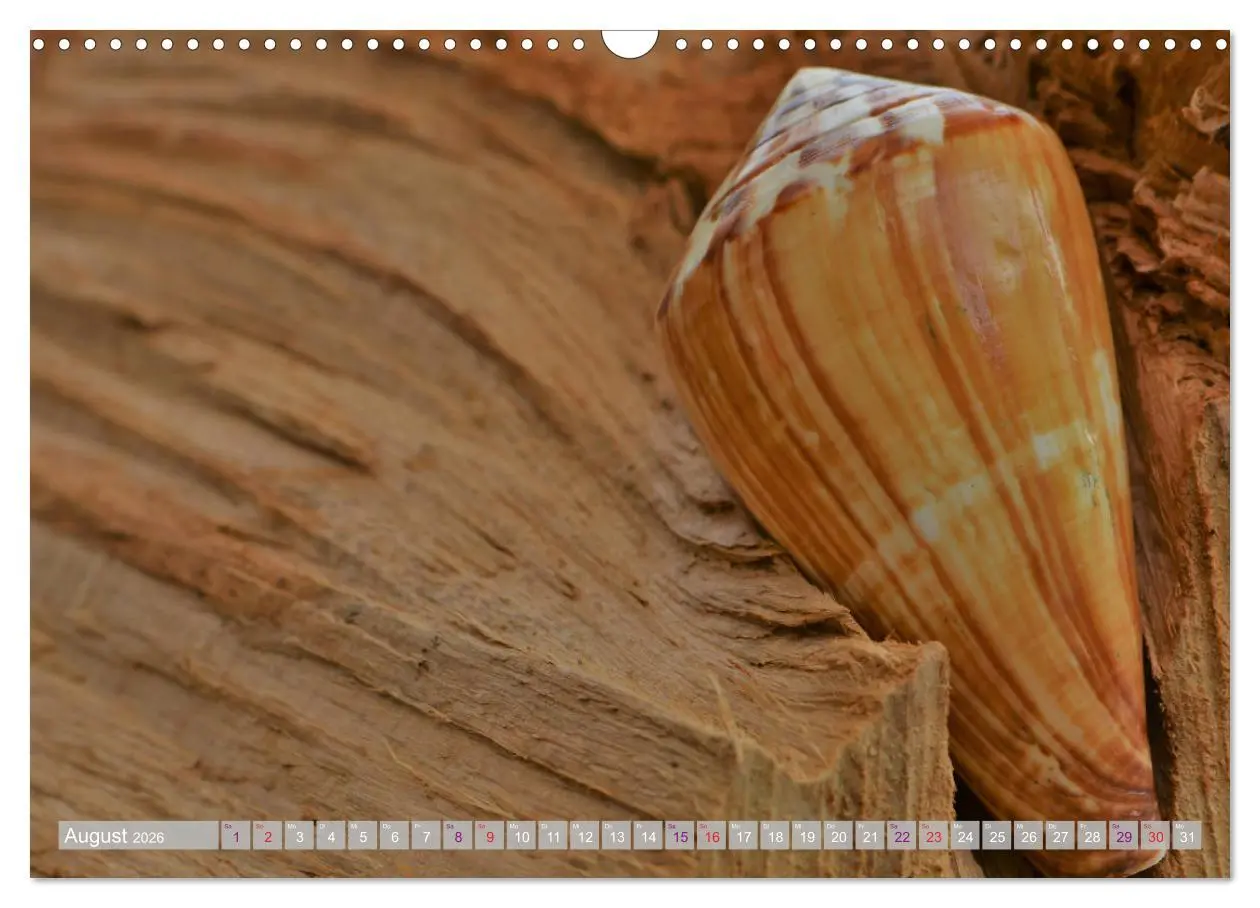 Bild: 9783457823521 | Häuser der Meere: Muscheln - Seeigel - Schnecken (Wandkalender 2026...