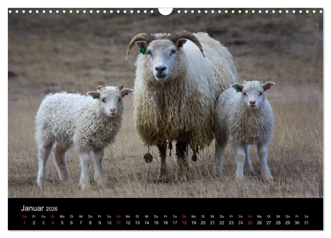 Bild: 9783457993521 | Eindrücklich Island 2026 (Wandkalender 2026 DIN A3 quer), CALVENDO...
