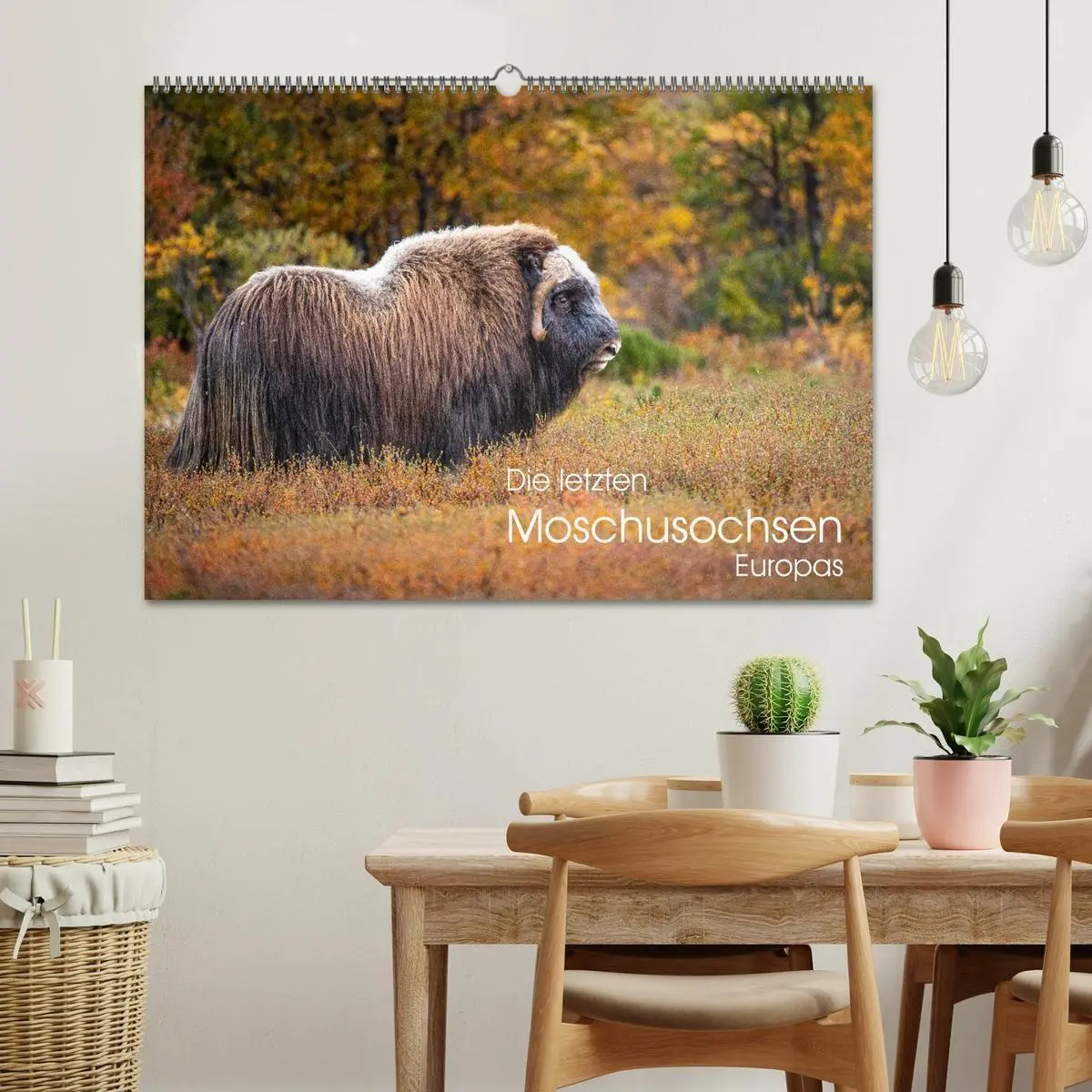 Bild: 9783569393721 | Die letzten Moschusochsen Europas (Wandkalender 2027 DIN A2 quer),...