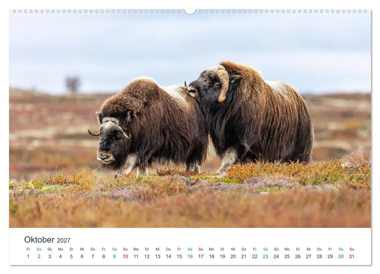 Bild: 9783569393721 | Die letzten Moschusochsen Europas (Wandkalender 2027 DIN A2 quer),...