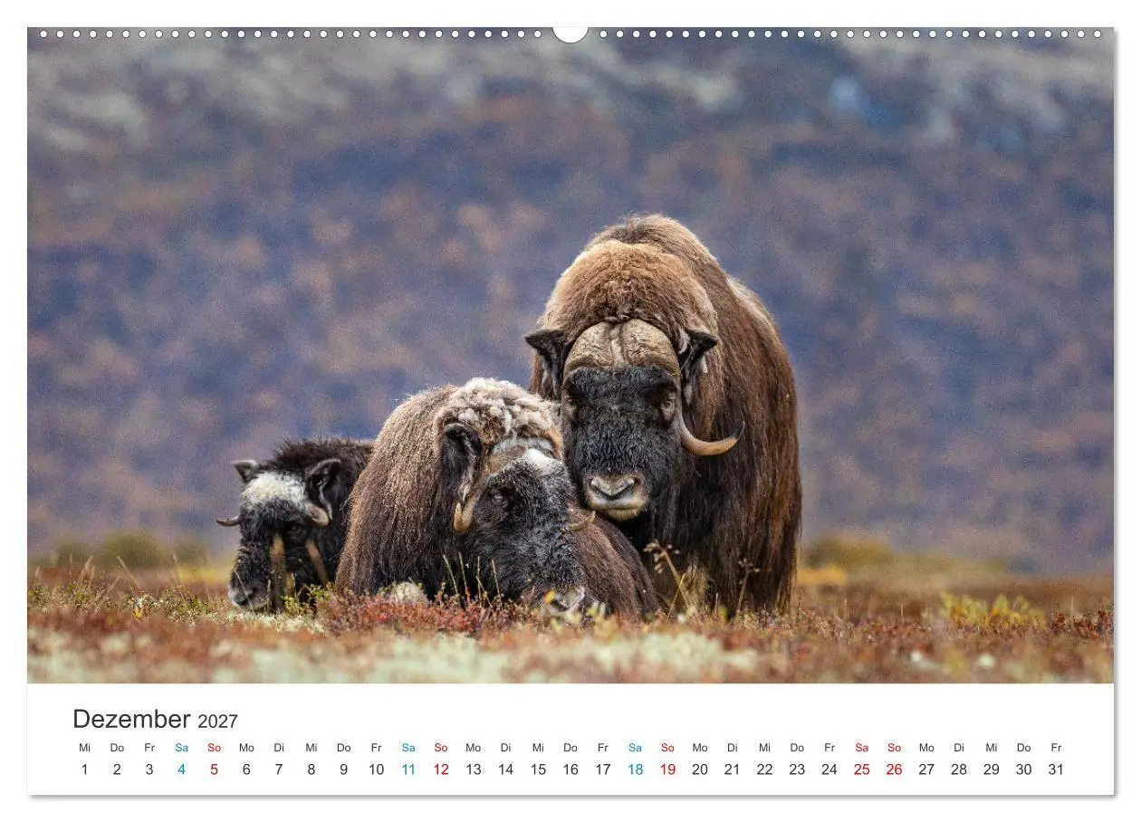 Bild: 9783569393721 | Die letzten Moschusochsen Europas (Wandkalender 2027 DIN A2 quer),...