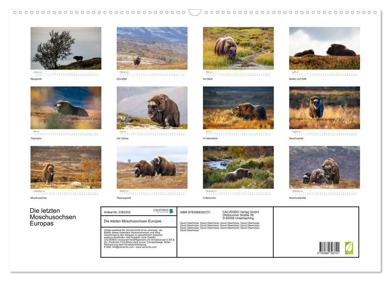 Bild: 9783569393721 | Die letzten Moschusochsen Europas (Wandkalender 2027 DIN A2 quer),...