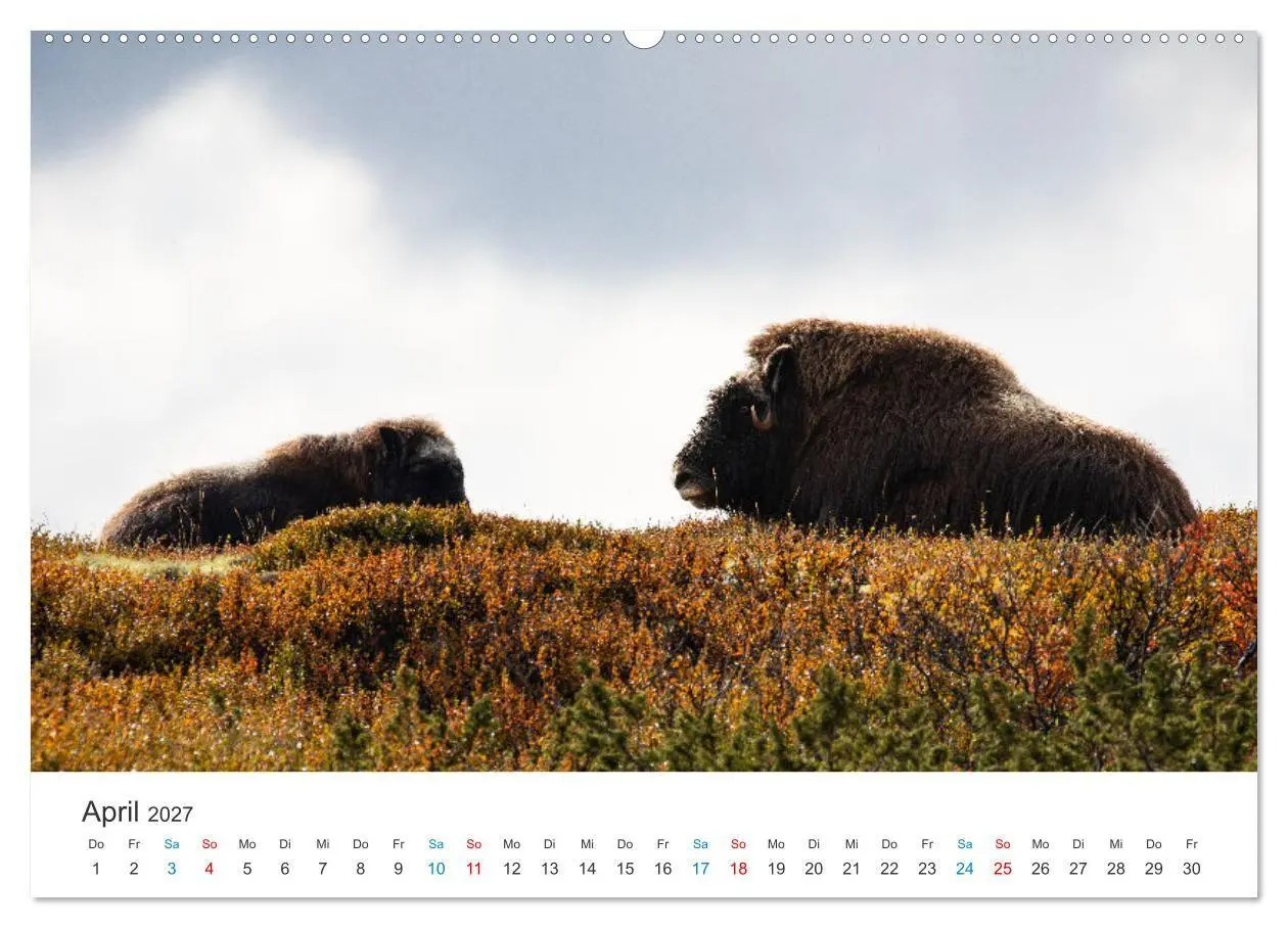 Bild: 9783569393721 | Die letzten Moschusochsen Europas (Wandkalender 2027 DIN A2 quer),...