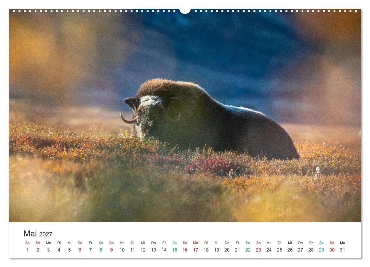 Bild: 9783569393721 | Die letzten Moschusochsen Europas (Wandkalender 2027 DIN A2 quer),...