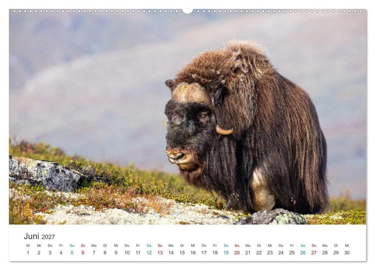 Bild: 9783569393721 | Die letzten Moschusochsen Europas (Wandkalender 2027 DIN A2 quer),...