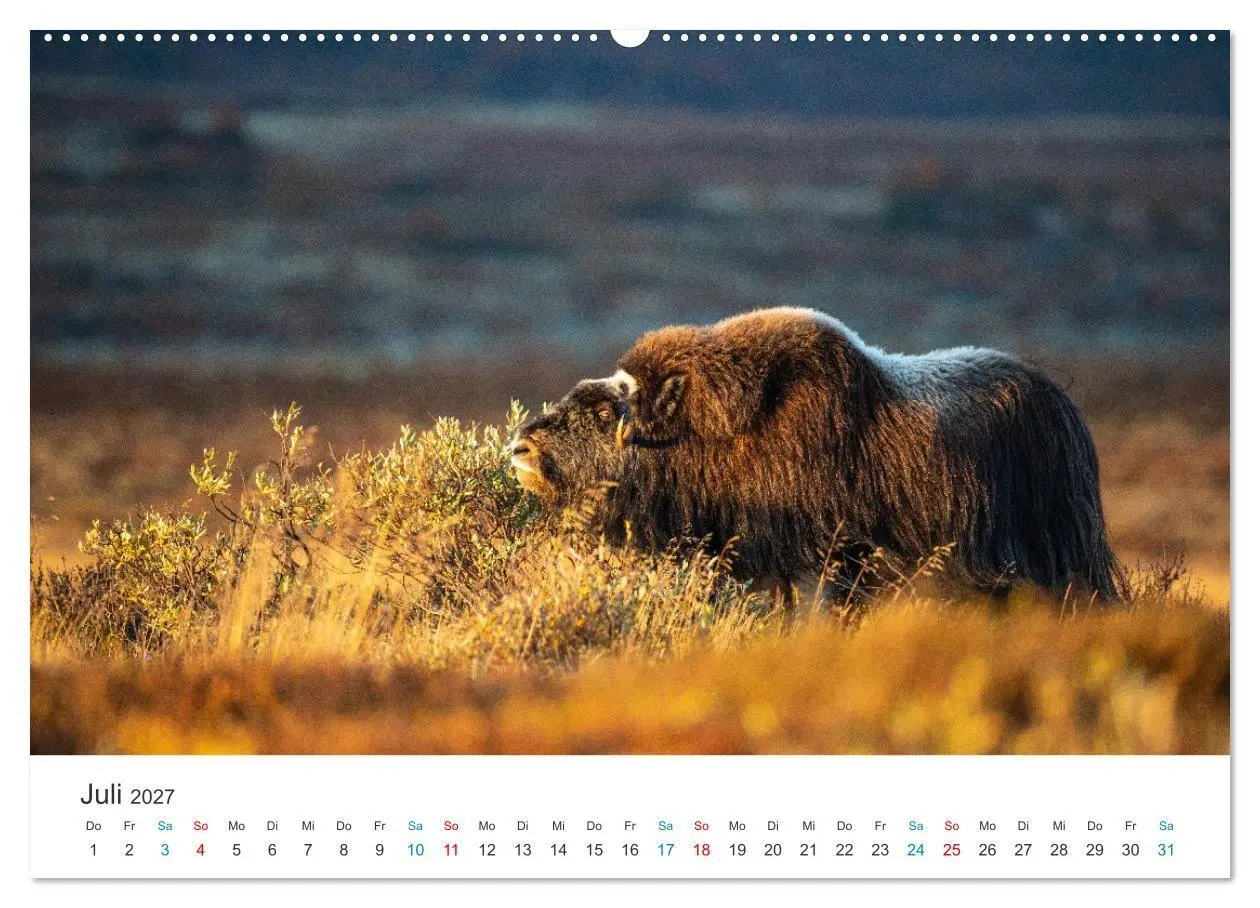 Bild: 9783569393721 | Die letzten Moschusochsen Europas (Wandkalender 2027 DIN A2 quer),...