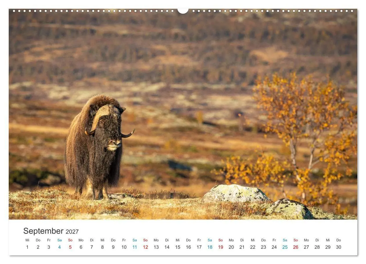 Bild: 9783569393721 | Die letzten Moschusochsen Europas (Wandkalender 2027 DIN A2 quer),...