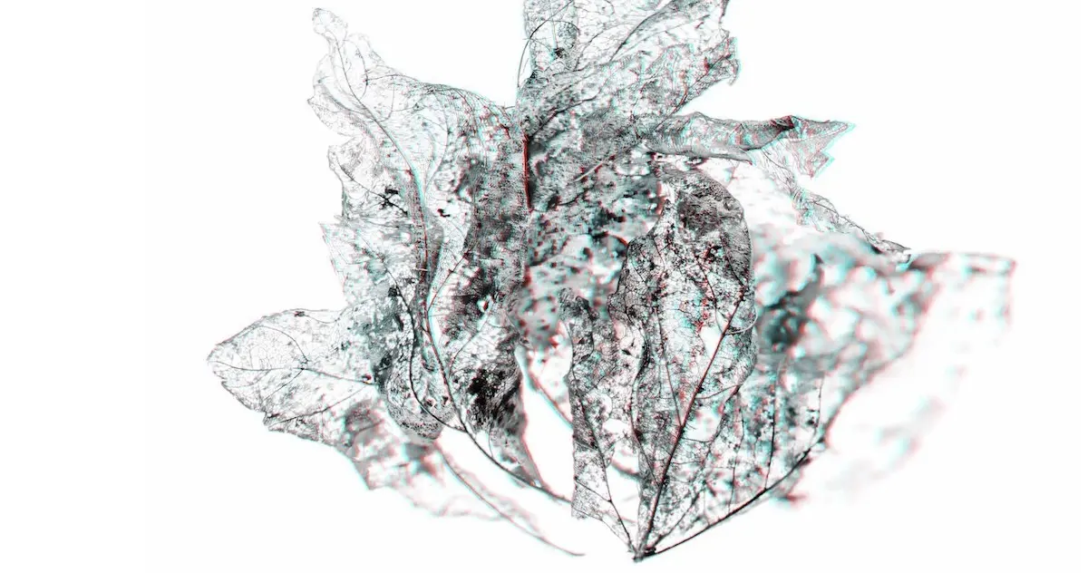 Bild: 9783775753821 | Sebastian Cramer: Two Views on Plants | Wendebuch mit zwei 3D-Brillen