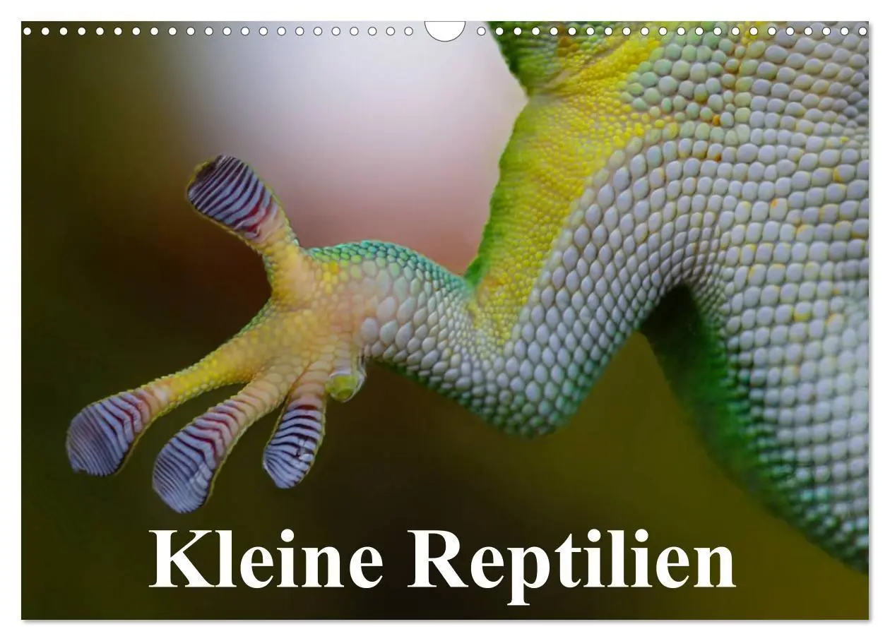 Cover: 9783516043921 | Kleine Reptilien (Wandkalender 2026 DIN A3 quer), CALVENDO...