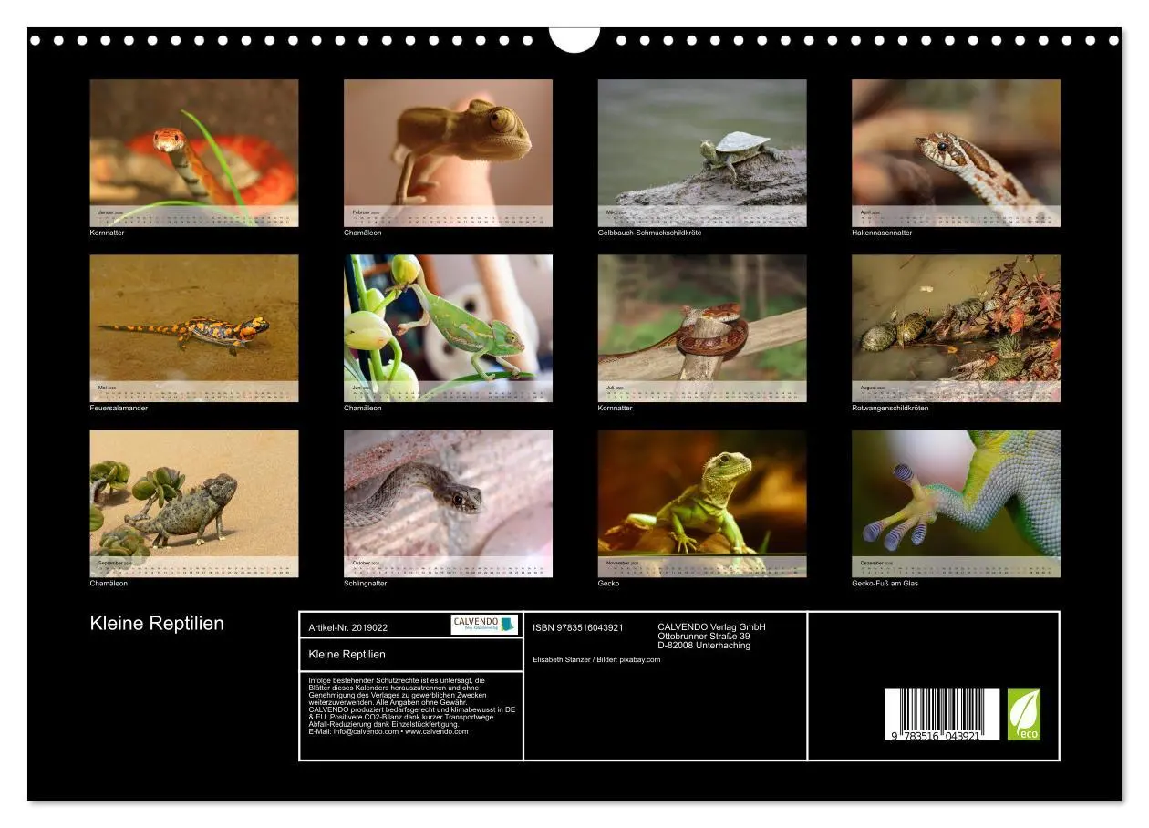 Bild: 9783516043921 | Kleine Reptilien (Wandkalender 2026 DIN A3 quer), CALVENDO...
