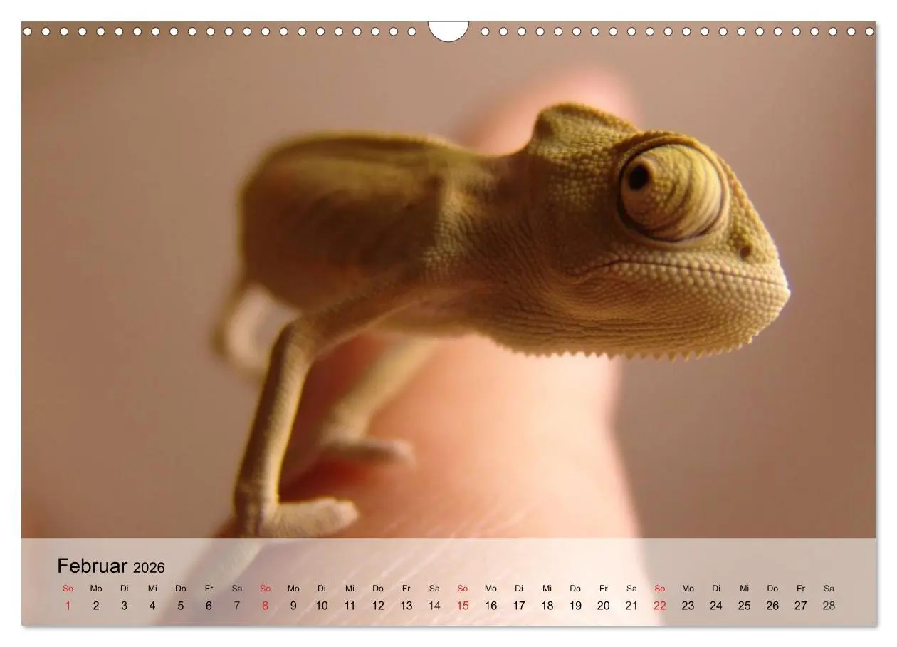 Bild: 9783516043921 | Kleine Reptilien (Wandkalender 2026 DIN A3 quer), CALVENDO...
