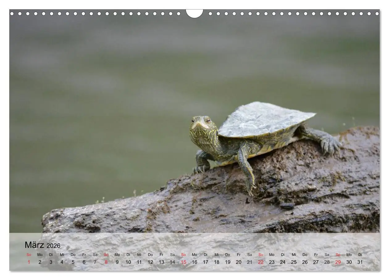 Bild: 9783516043921 | Kleine Reptilien (Wandkalender 2026 DIN A3 quer), CALVENDO...
