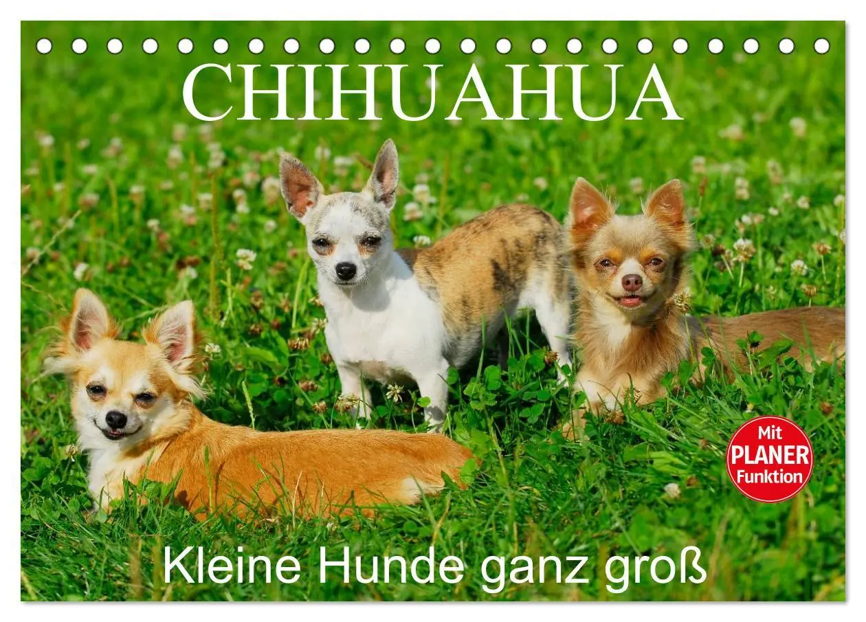 Cover: 9783516004021 | Chihuahua - Kleine Hunde ganz groß (Tischkalender 2026 DIN A5...