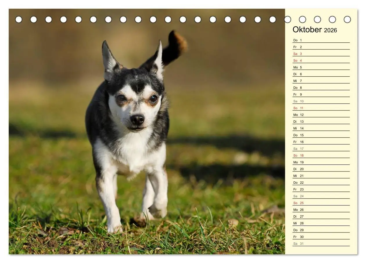 Bild: 9783516004021 | Chihuahua - Kleine Hunde ganz groß (Tischkalender 2026 DIN A5...