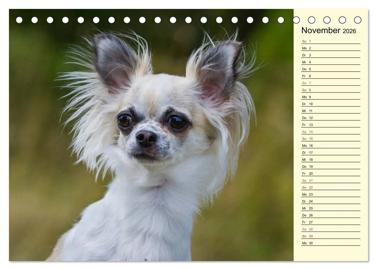 Bild: 9783516004021 | Chihuahua - Kleine Hunde ganz groß (Tischkalender 2026 DIN A5...