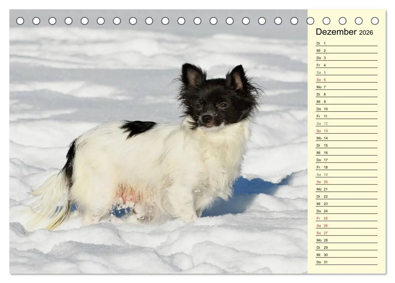 Bild: 9783516004021 | Chihuahua - Kleine Hunde ganz groß (Tischkalender 2026 DIN A5...