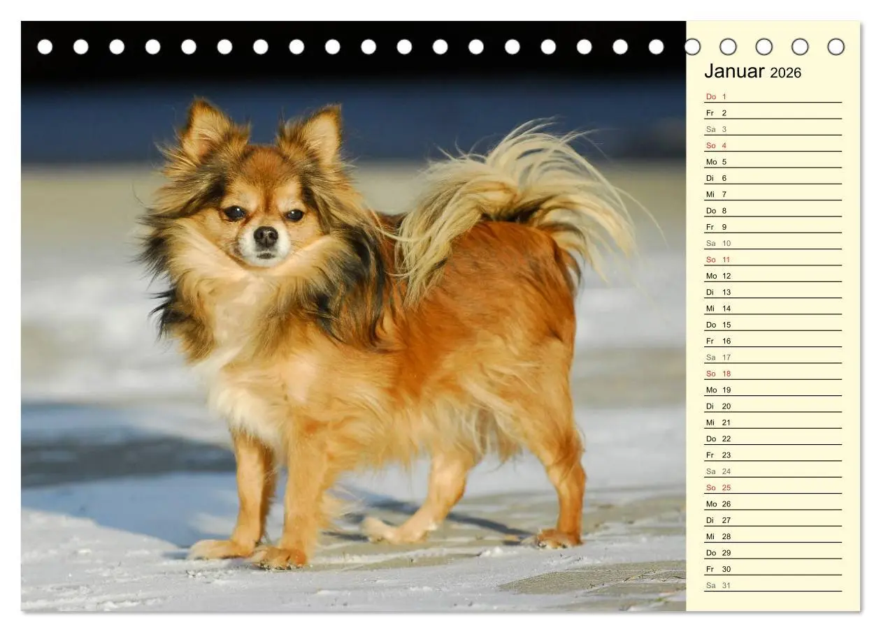 Bild: 9783516004021 | Chihuahua - Kleine Hunde ganz groß (Tischkalender 2026 DIN A5...
