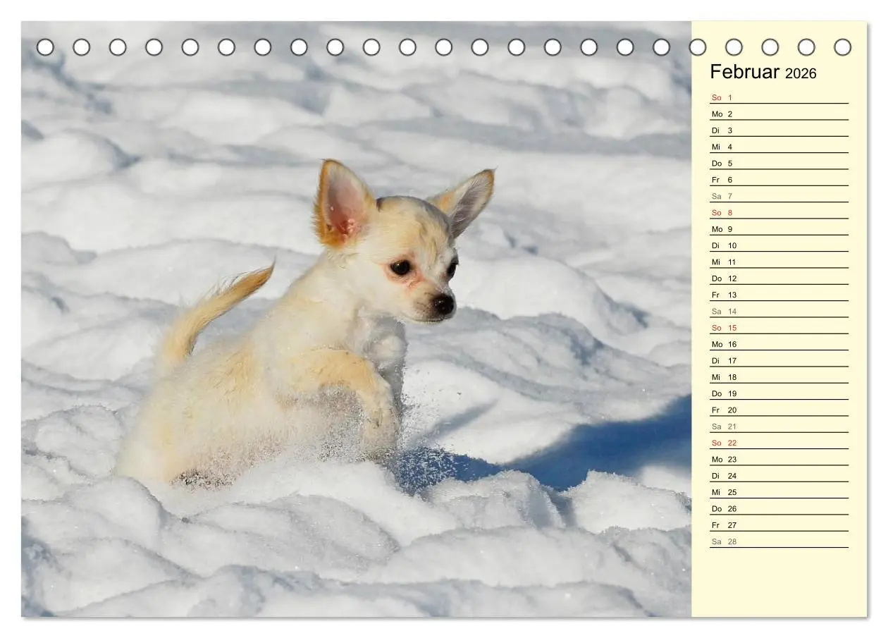 Bild: 9783516004021 | Chihuahua - Kleine Hunde ganz groß (Tischkalender 2026 DIN A5...