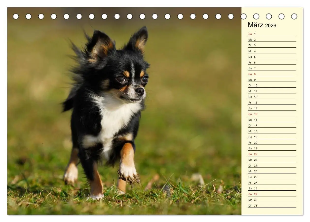 Bild: 9783516004021 | Chihuahua - Kleine Hunde ganz groß (Tischkalender 2026 DIN A5...