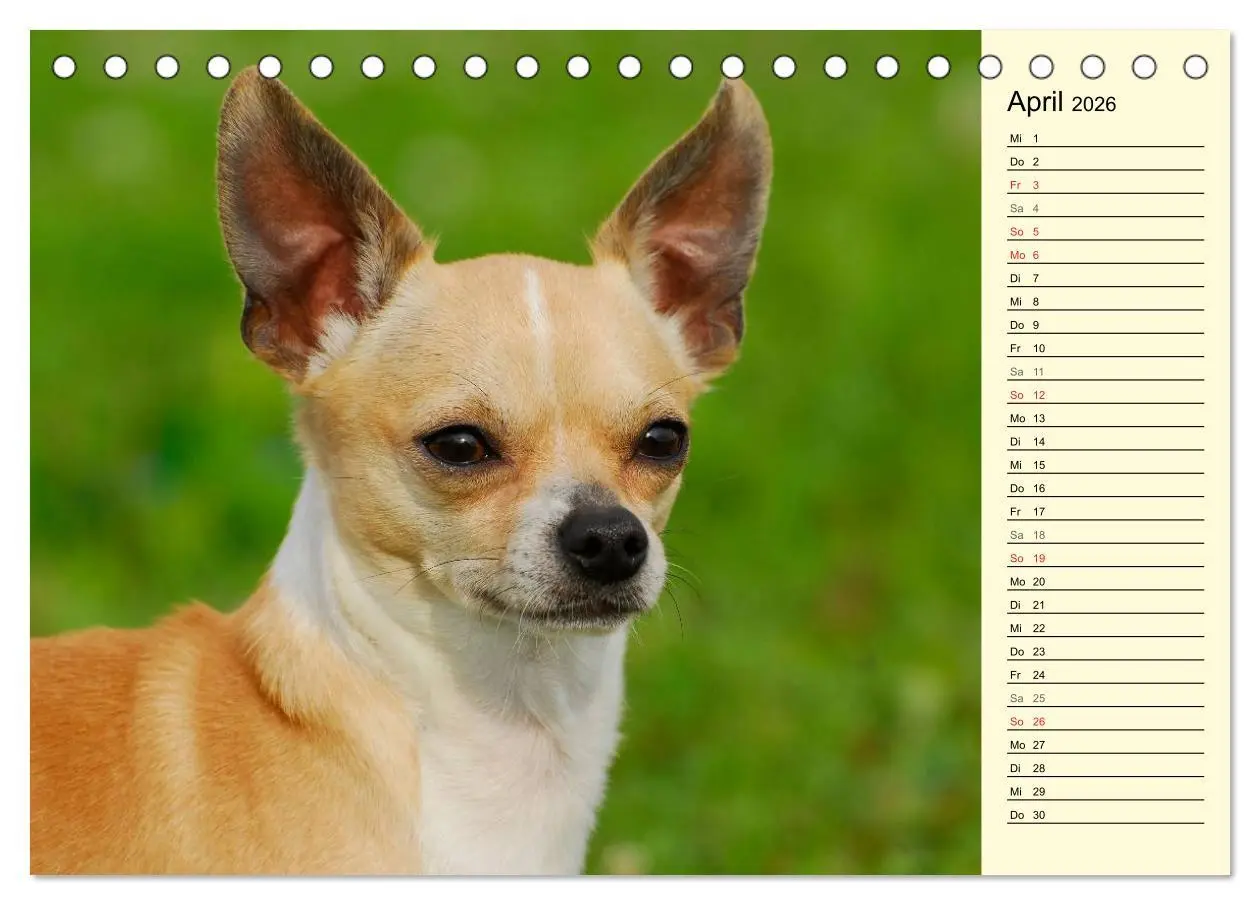 Bild: 9783516004021 | Chihuahua - Kleine Hunde ganz groß (Tischkalender 2026 DIN A5...