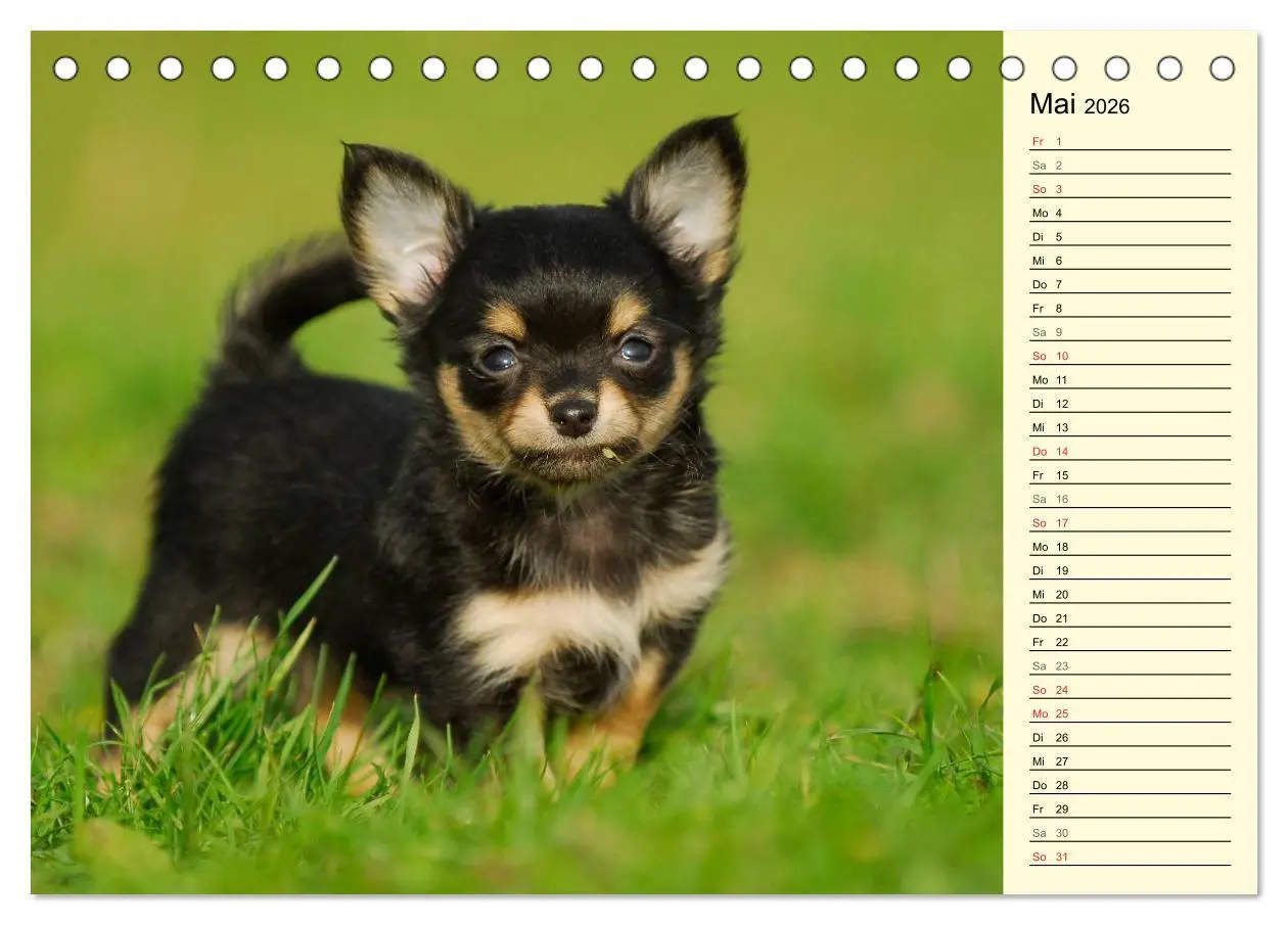 Bild: 9783516004021 | Chihuahua - Kleine Hunde ganz groß (Tischkalender 2026 DIN A5...
