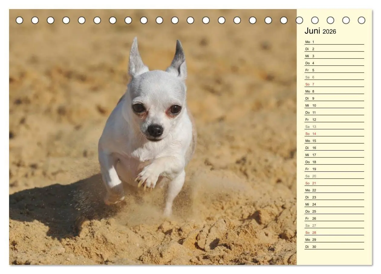Bild: 9783516004021 | Chihuahua - Kleine Hunde ganz groß (Tischkalender 2026 DIN A5...